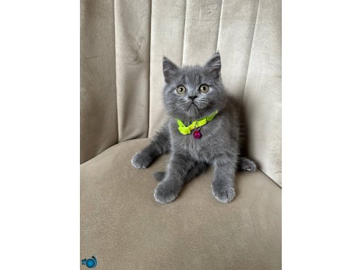 British Shorthair Blue Yavrular 