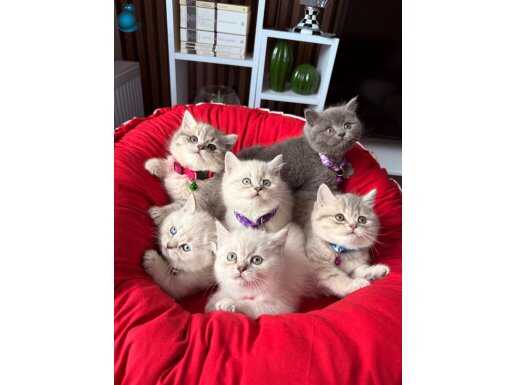 Birbirinden Güzel Safkan British Shorthair Yavrular 