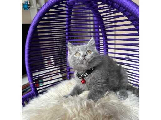 Safkan British Shorthair Blue Yavrularımız