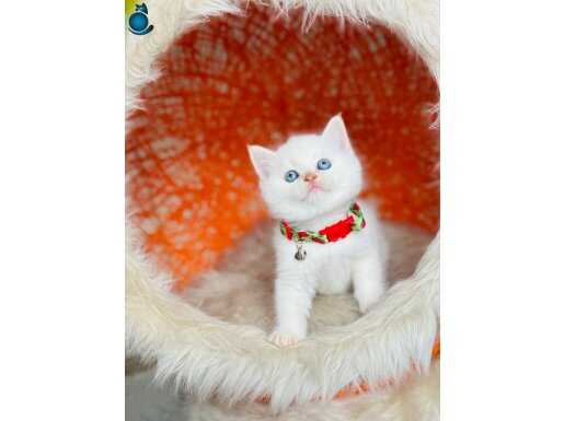 British Shorthair Golden Point Bebekler