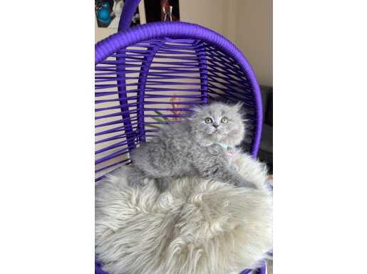 Scottish Fold Longhair Dişi Erkek Yavrular 