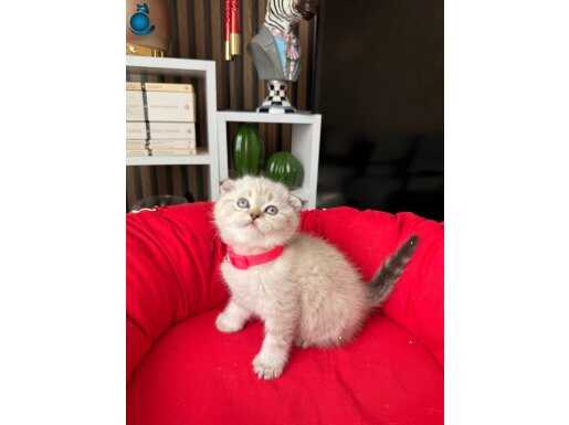 Scottish Fold Lynx Point Bebekler 