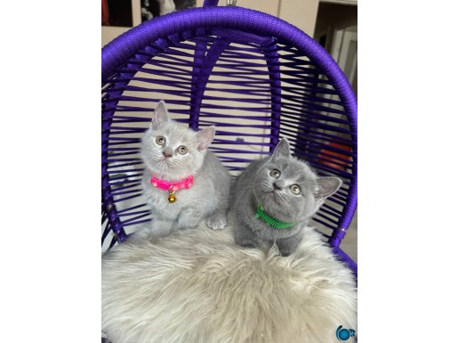 British Shorthair Gri ve Lilac Yavrular