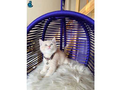 British Shorthair Krem Yavru