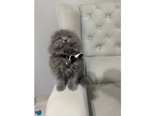 Pofuduk Scottish Fold Longhair 