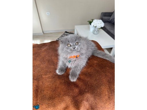 Pofuduk Scottish Fold Longhair Blue 