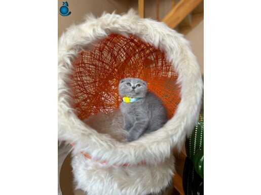 Sıfır Kulak Scottish Fold Yavrular 