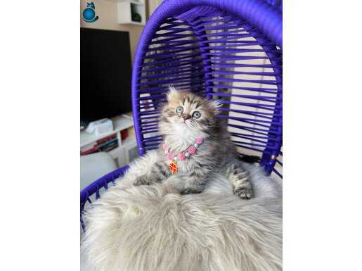 Scottish Fold Longhair Black Golden Tabby 