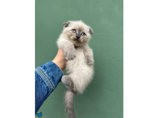 Scottish Fold Bluepoint Yavrular 