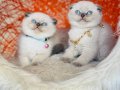 Irkının En Özeli En Güzeli Scottish Fold Bluepoint 