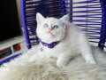 British Shorthair Silver Point Dişi Erkek Yavrular 