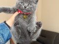 British Shorthair Safkan Yavrular Dişi&Erkek