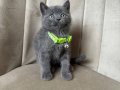 British Shorthair Blue Yavrular 