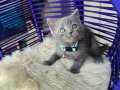 British Shorthair Blue Yavru