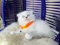 Scottish Fold Longhair Silver Point 