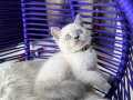 British Shorthair Bluepoint Yavru