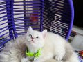 British Shorthair Bluepoint Silver Point Yavrular 