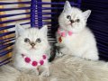 British Shorthair Silver Point Bebekler