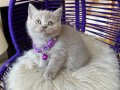 British Shorthair Lilac Rengi Yavrular 