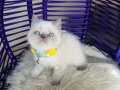 British Shorthair Bluepoint 