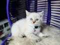 British Shorthair Silver Point Bebekler