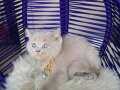 British Shorthair Lilac Rengi Yavrular 