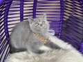 Safkan British Shorthair Bebekler 