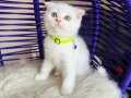 Scottish Fold Beyaz Yavrumuz 