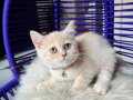 Irkının En Güzel Rengi British Shorthair Krem