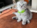 Scottish Fold Silver Yavru