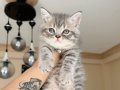 British Shorthair Silver Tabby