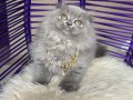 Scottish Fold Longhair Blue Yavru