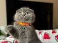 Ayıcık Surat Scottish Fold Blue 