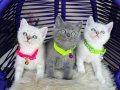 Gri ve Beyaz British Shorthair Bebeklerimiz 