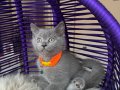 Safkan British Shorthair Blue Yavrumuz 