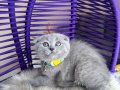 Scottish Fold Top Kafa Yavrular 