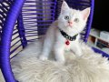 British Shorthair Krem Yavru