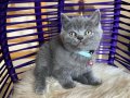 British Shorthair Ayıcık Surat Yavru