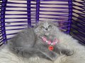 Scottish Fold Longhair Yavrular 