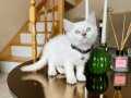 Safkan British Shorthair Bluepoint 