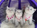 British Shorthair Lilac Bebekler