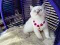 British Shorthair Bluepoint Bebekler 