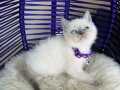 British Shorthair Bluepoint Yavru açıklamayı okuyunuz 