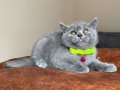 Safkan British Shorthair Dişi Erkek Yavrular 