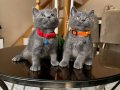 Top kafa Ayıcık Surat British Shorthair Blue Yavrular 