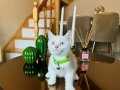 British Shorthair Lynx Point ve Red Point