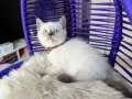 British Shorthair Bluepoint Yavrular 