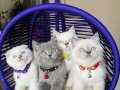 Safkan British Shorthair Bebekler 