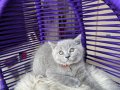 Safkan British Shorthair Yavru