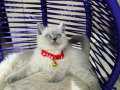 Top kafa British Shorthair Bluepoint 